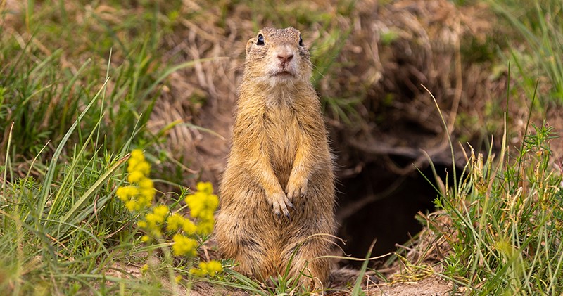 pest-and-gopher-control